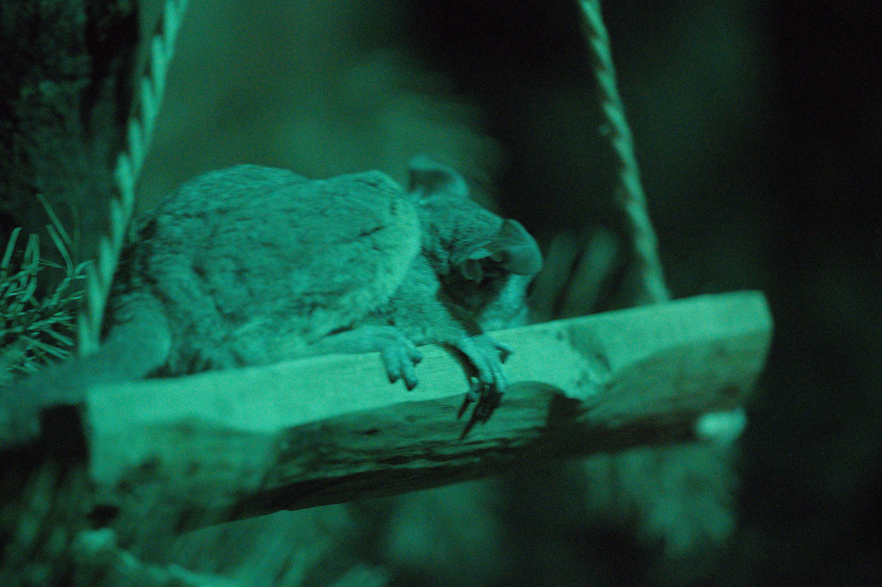 2025/10/12 - zoo/DSC_0286.jpg